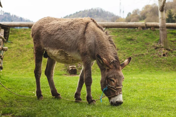 Âne Sur Ferme Animale Saison Pring Photo Haute Qualité — Photo