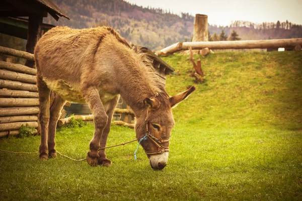 Hayvan çiftliğinde eşek. Yaban domuzu mevsimi. Yüksek kalite fotoğraf