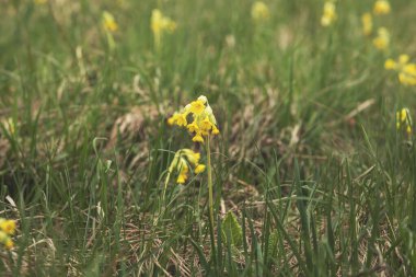 Yeşil çayırlarda çiçek açan Oxlip çiçekleri. Pring mevsimi. Yüksek kalite fotoğraf