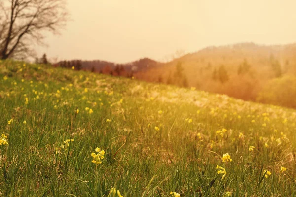 Yeşil çayır mevsiminde Oxlips çiçek açıyor. Yüksek kalite fotoğraf