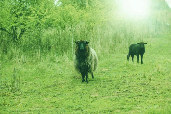 Flock Får Det Gröna Fältet Högkvalitativt Foto — Stockfoto