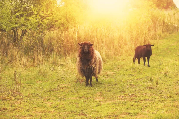 Flock Får Det Gröna Fältet Högkvalitativt Foto — Stockfoto