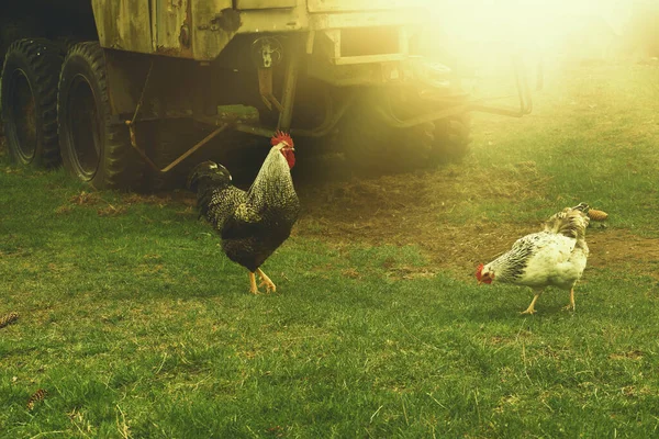 在春天的花园里 公鸡和母鸡在吃草 高质量的照片 — 图库照片
