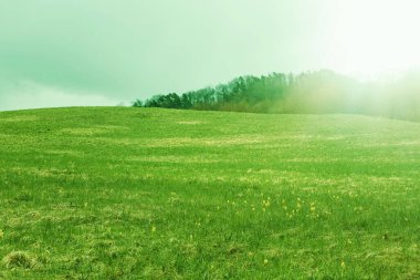 Dağ yamacında yeşil çayır çiçek açıyor. Yüksek kalite fotoğraf