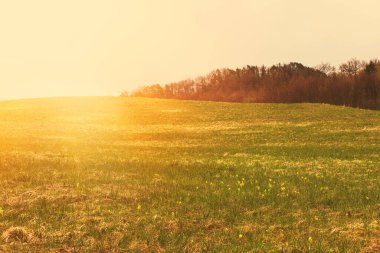 Dağ yamacında yeşil çayır çiçek açıyor. Yüksek kalite fotoğraf