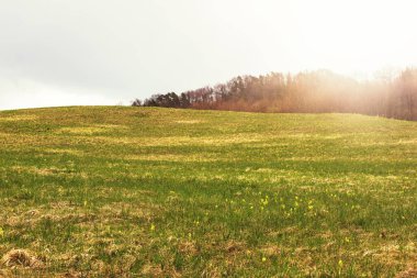 Dağ yamacında yeşil çayır çiçek açıyor. Yüksek kalite fotoğraf