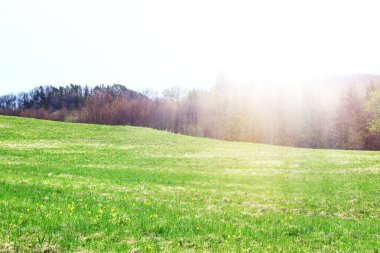 Dağ yamacında yeşil çayır çiçek açıyor..