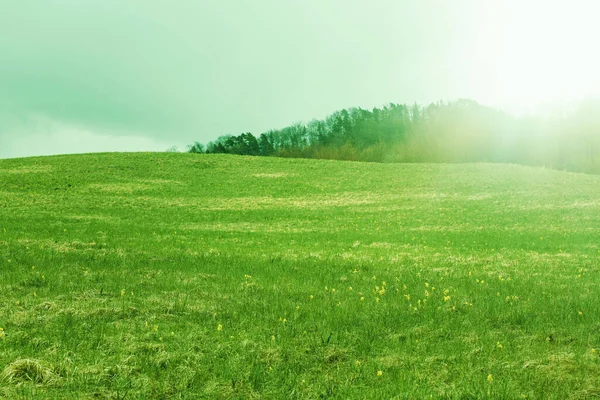 Dağ yamacında yeşil çayır çiçek açıyor. Yüksek kalite fotoğraf