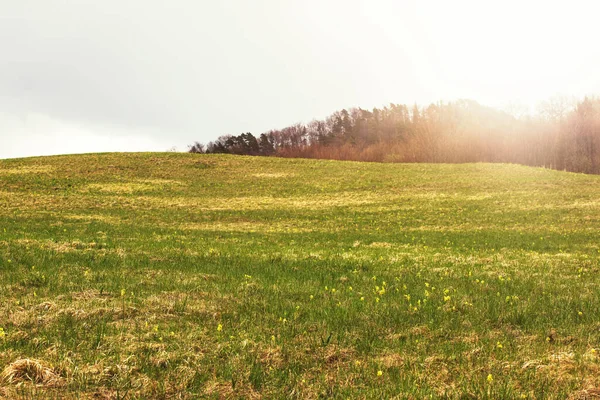 Dağ yamacında yeşil çayır çiçek açıyor. Yüksek kalite fotoğraf