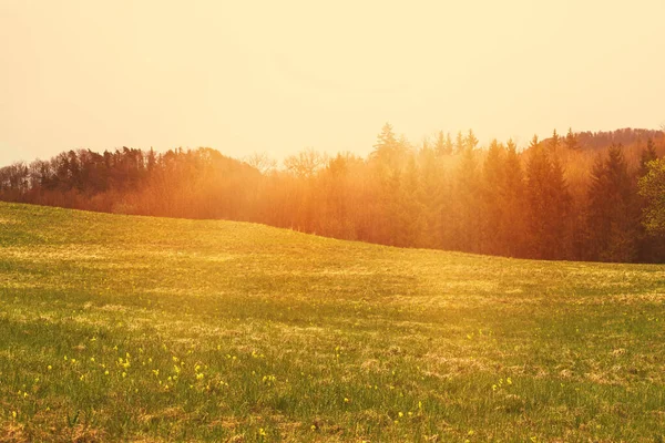 Dağ yamacında yeşil çayır çiçek açıyor. Yüksek kalite fotoğraf