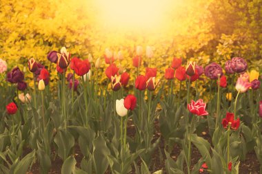 Şehir parkında taze lalelerle çiçeklenmiş..