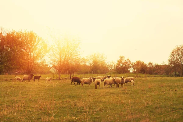 Stado owiec wypasanych na zielonej łące. — Zdjęcie stockowe