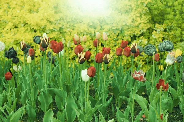 Virágágyás friss tulipánokkal a városi parkban.Tavaszi szezon. — Stock Fotó