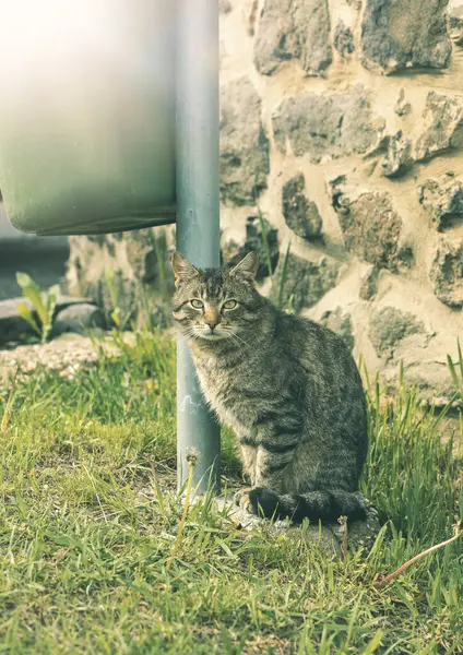 Kedi çöp tenekesinin yanında oturuyor ve bakıyor.. — Stok fotoğraf