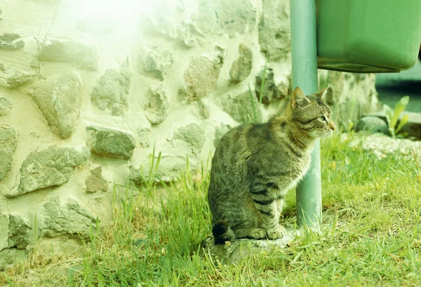 Cat sitting by the trash bin on the street.