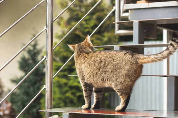 Tabby gato de pé nas escadas. Tiro pelas costas. — Fotografia de Stock
