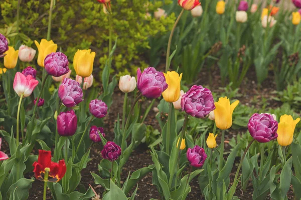 Şehir parkında taze lalelerle çiçeklenmiş..