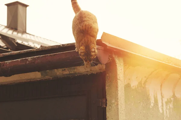 Macska Ereszkedik Garázs Tetejéről Kiváló Minőségű Fénykép — Stock Fotó