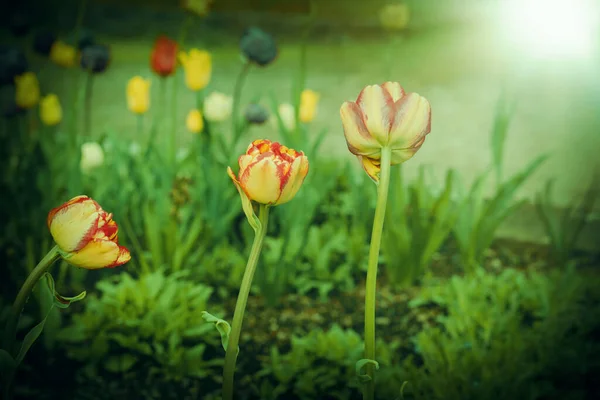 Blomstersäng Med Fräscha Tulpaner Stadsparken Vårsäsong Högkvalitativt Foto — Stockfoto