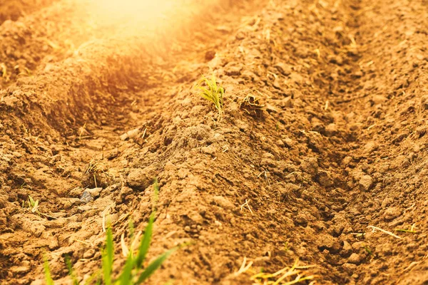 Närbild Brunt Jordbruksfält Upplyst Solen Högkvalitativt Foto — Stockfoto
