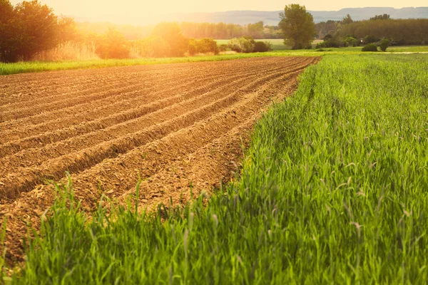 Pürüzlü ve yeşil tarım arazisi. Pring sezonu. Yüksek kalite fotoğraf