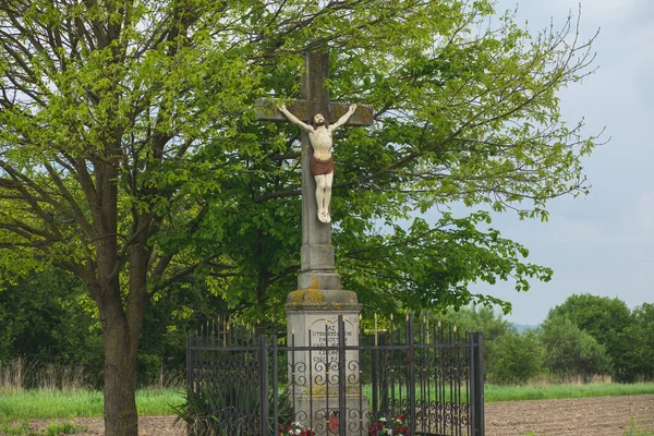 Überqueren Sie Zwischen Den Bäumen Auf Der Grünen Wiese Hochwertiges — Stockfoto