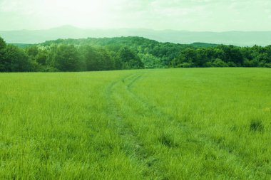 Güneşli bir günde yeşil çayır. Yaz mevsimi. Kaliteli fotoğraf.