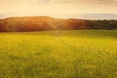 Güneşli bir günde yeşil çayır. Yaz mevsimi. Kaliteli fotoğraf.
