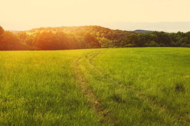 Güneşli bir günde yeşil çayır. Yaz mevsimi. Kaliteli fotoğraf.