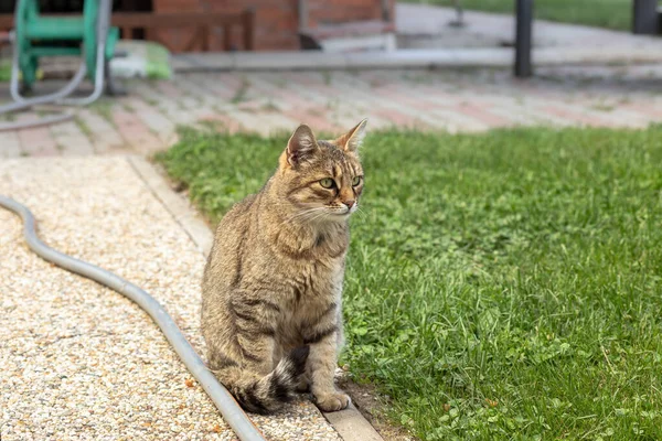 Gato Sentado Pavimento Jardín Foto Alta Calidad — Foto de Stock