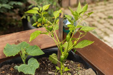 Bahçe bahçesinde yetişen acılı bitkiler. Yüksek kalite fotoğraf