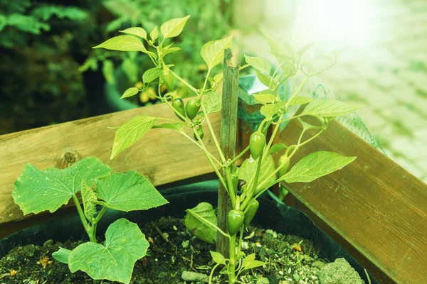 Rośliny Chili Rosnące Podniesionym Ogrodzie Łóżkowym Wysokiej Jakości Zdjęcie — Zdjęcie stockowe
