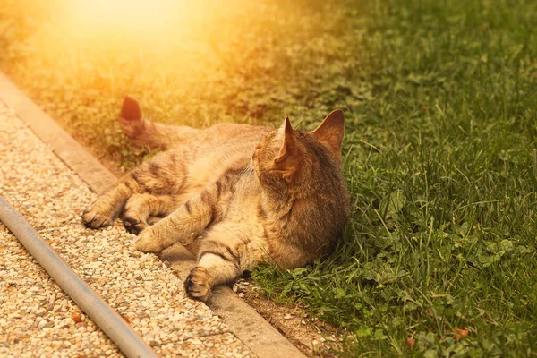 Кіт Таббі Лежить Газоні Саду Високоякісна Фотографія — стокове фото