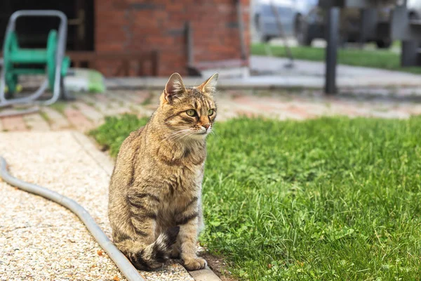 Gato Sentado Pavimento Jardín Foto Alta Calidad —  Fotos de Stock