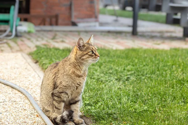 Bahçedeki Kaldırımda Oturan Bir Kedi Yüksek Kalite Fotoğraf — Stok fotoğraf
