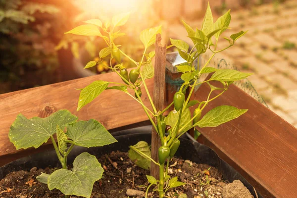 Rośliny Chili Rosnące Podniesionym Ogrodzie Łóżkowym Wysokiej Jakości Zdjęcie — Zdjęcie stockowe