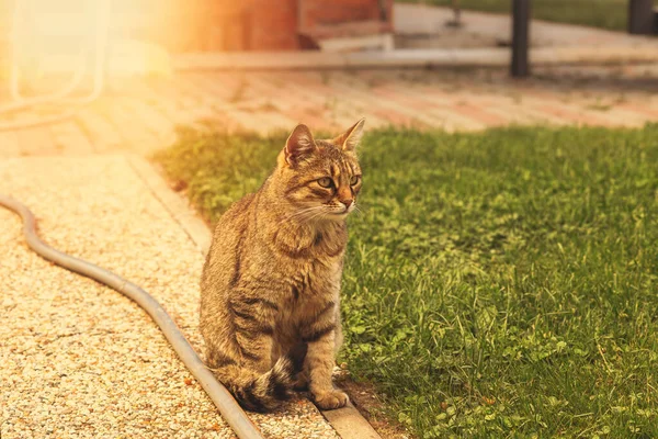 Gato Sentado Pavimento Jardim Foto Alta Qualidade — Fotografia de Stock