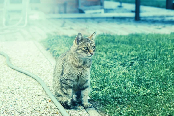 Gato Sentado Pavimento Jardín Foto Alta Calidad —  Fotos de Stock