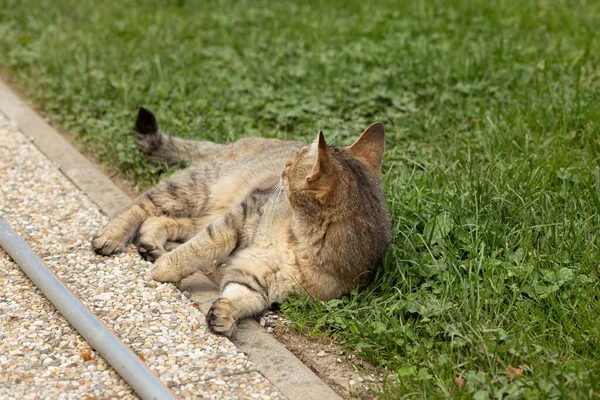 Кіт Таббі Лежить Газоні Саду Високоякісна Фотографія — стокове фото