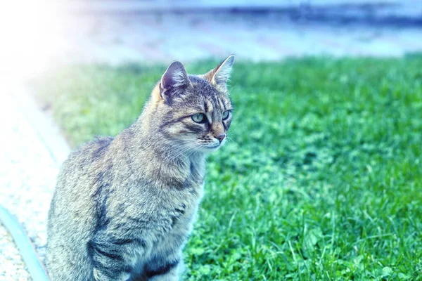 Кіт Сидить Тротуарі Саду Високоякісна Фотографія — стокове фото