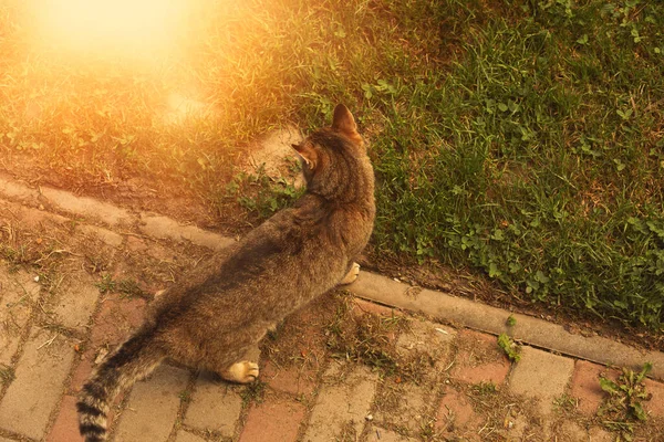 Кіт Стоїть Тротуарі Саду Високоякісна Фотографія — стокове фото