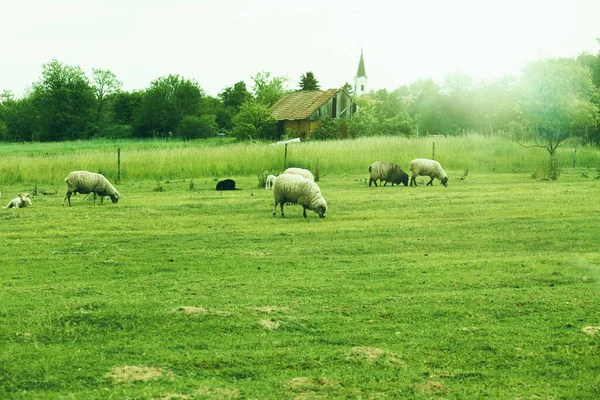 緑のフィールドに羊の群れ 高品質の写真 — ストック写真