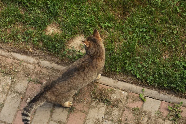 Katze Steht Auf Dem Bürgersteig Garten Schuss Von Oben Hochwertiges — Stockfoto