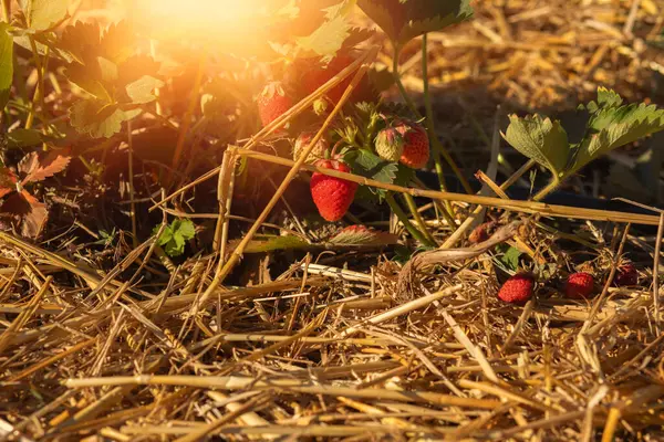 Strawberries Field Summer Season High Quality Photo — Stockfoto