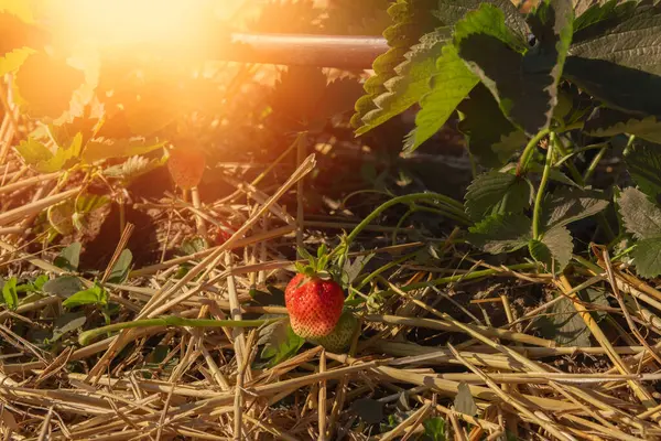 Strawberries Field Summer Season High Quality Photo — Stockfoto