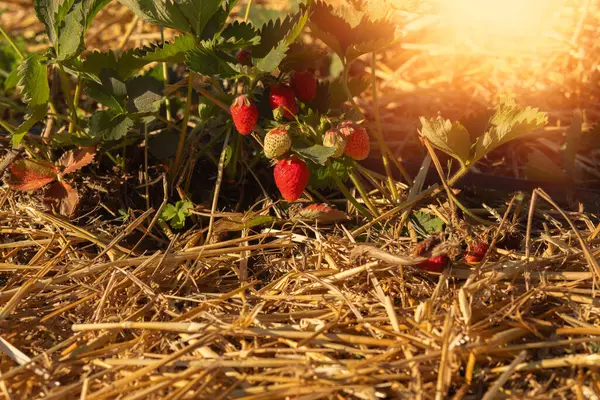 Strawberries Field Summer Season High Quality Photo — Stockfoto