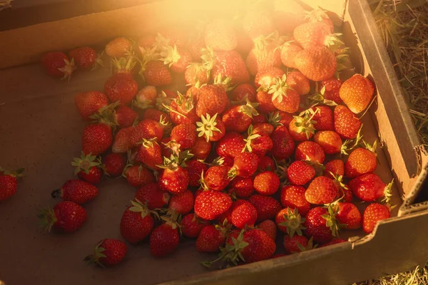 Strawberries harvested on the field. High quality photo