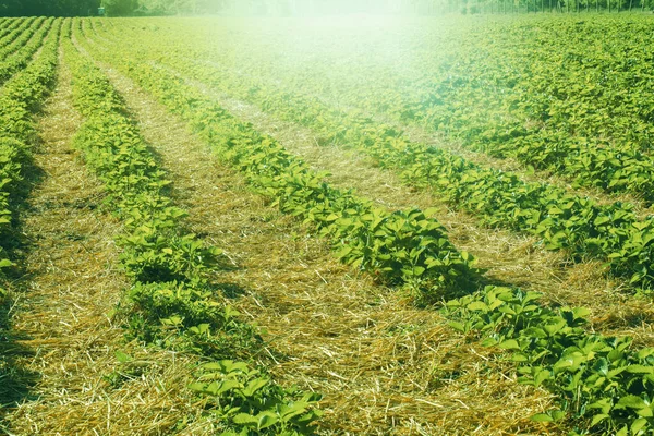 Strawberry Field Sunny Day Summer Season High Quality Photo — 图库照片