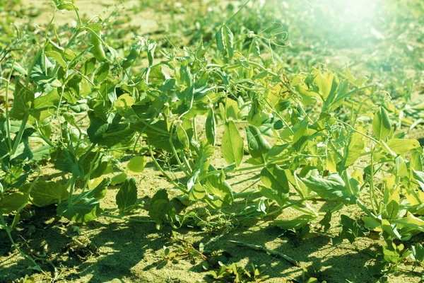 Green Peas Field Sunny Day Summer Season High Quality Photo — Stockfoto