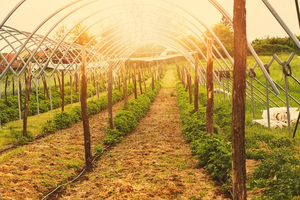 Vegetables Growing Row Farm High Quality Photo — Stockfoto